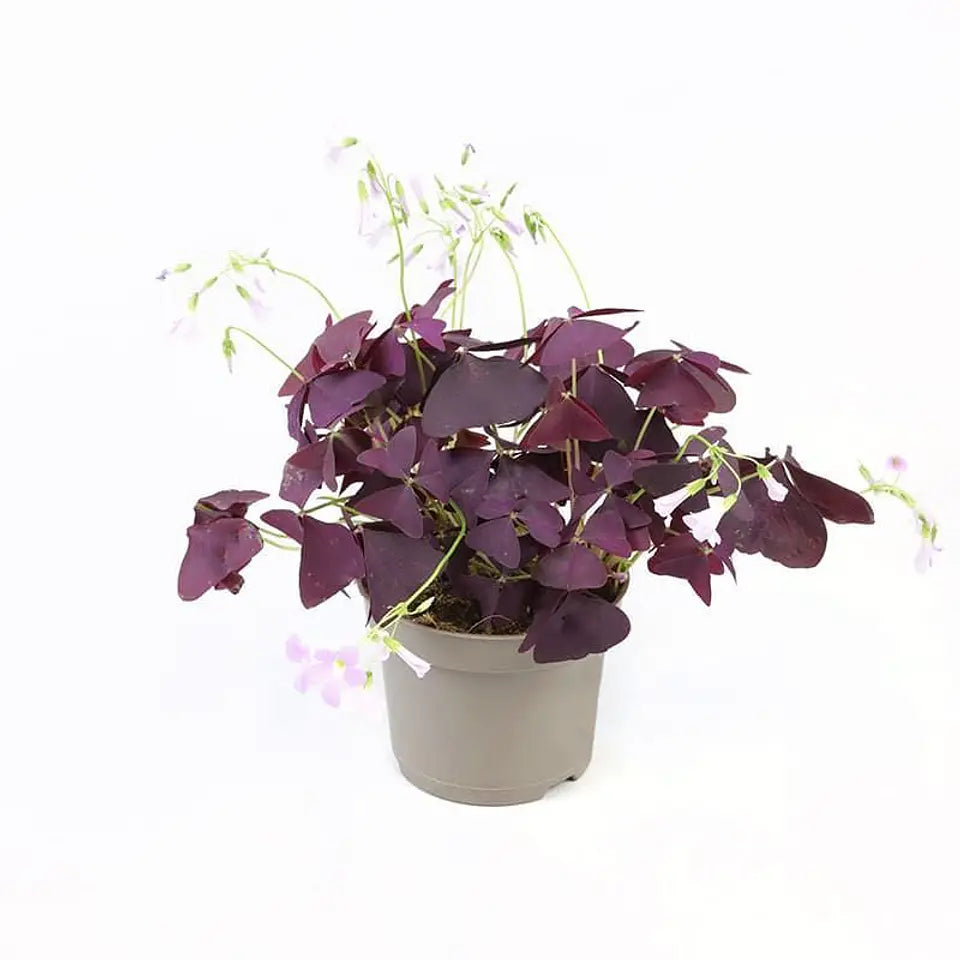OXALIS (TREBOL MORADO)