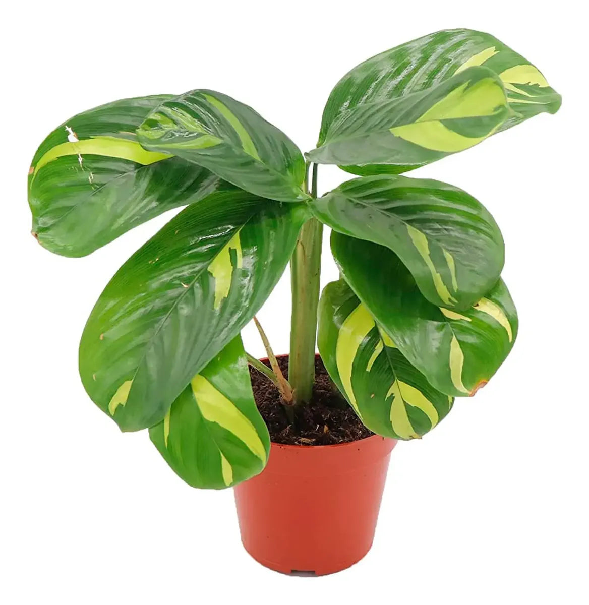 BAMBURANTA (Ctenanthe lubbersiana)