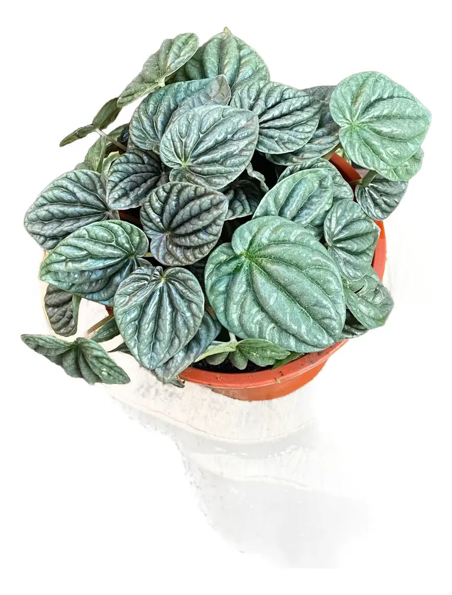 PEPEROMIA CAPERATA