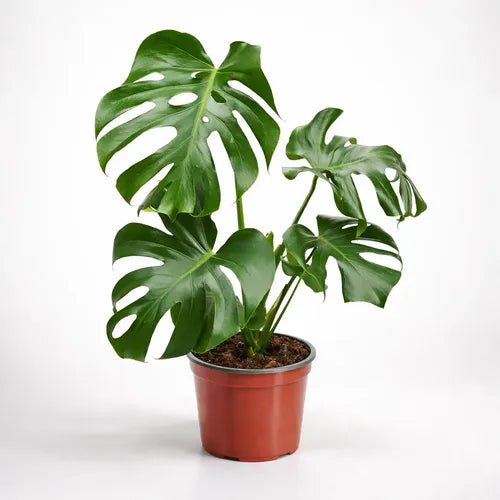 MONSTERA DELICIOSA