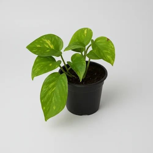 POTHUS