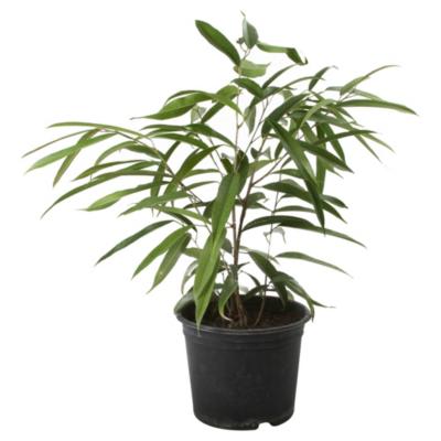 FICUS ALLI