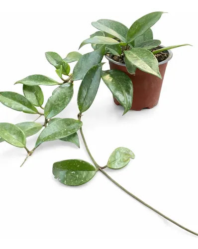 CLEPIA (FLOR DE LA CERA)