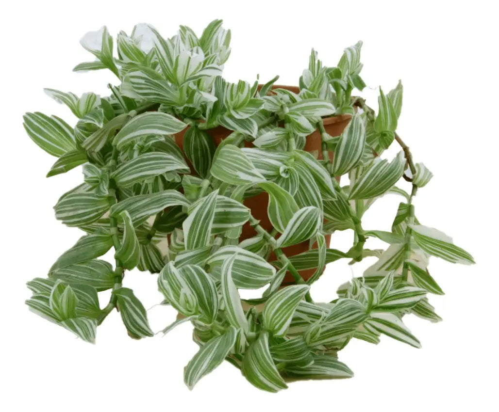 TRADESCANTIA VERDE