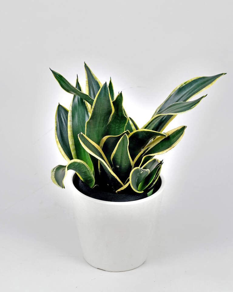 SANSEVIERIA BLACK GOLD