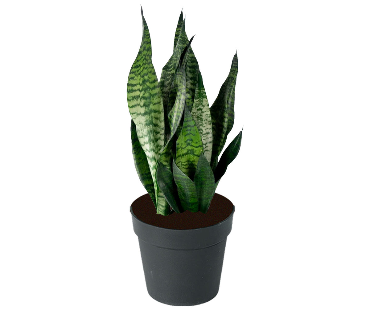 SANSEVIERIA ROBUSTA