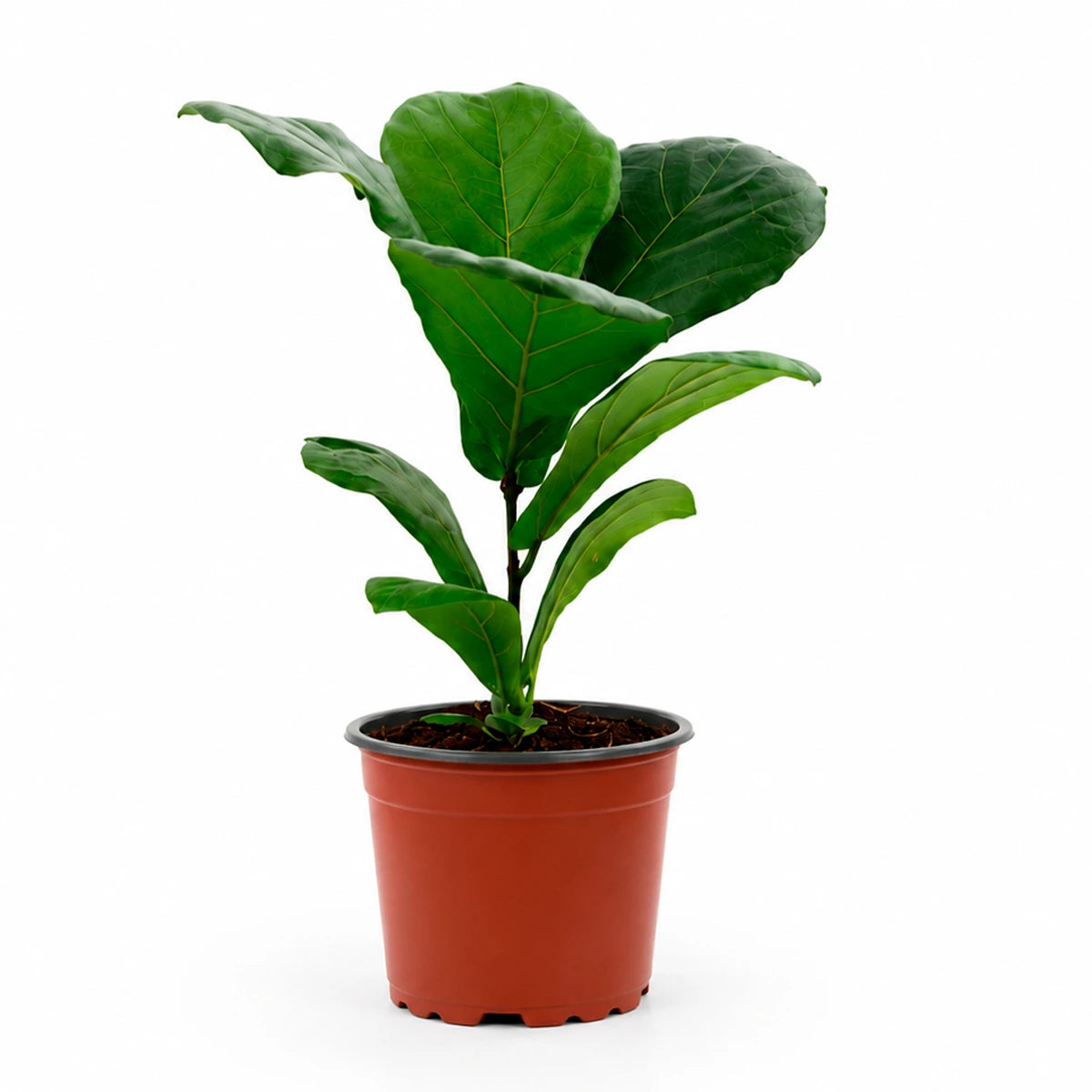 FICUS LYRATA
