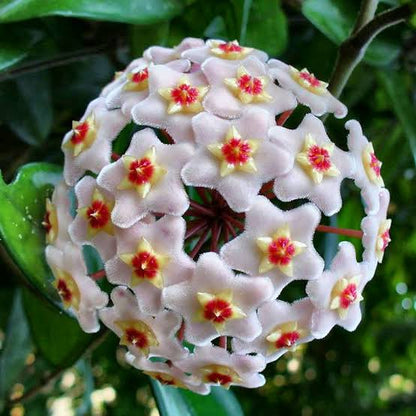 CLEPIA (FLOR DE LA CERA)